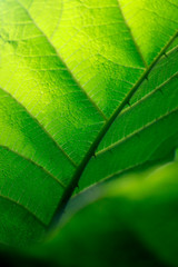 Blatt Detail abstrakt, grün, hell im Frühling als close up Hintergrund.