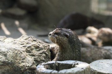 Naklejka na ściany i meble Asian small-clawed otter / Aonyx cinereus