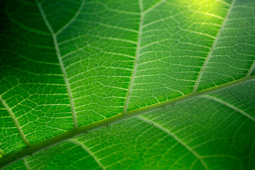 Blatt Detail abstrakt, grün, hell im Frühling als close up