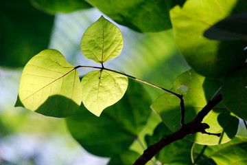 Zweig mit gr&uuml;nen, zarten Bl&auml;ttern im Licht als Silhouette