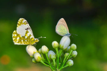 Closeup beautiful butterfly sitting on the flower.