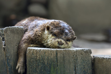 Asian small-clawed otter / Aonyx cinereus