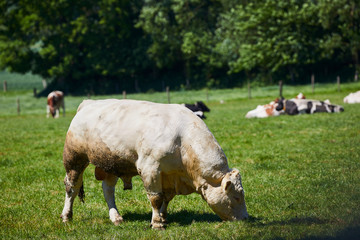 rind charolais