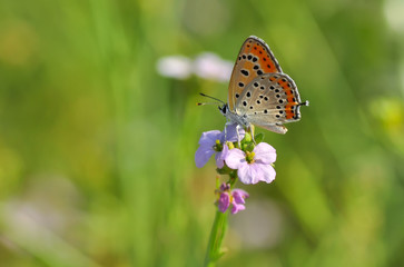 Closeup beautiful butterfly sitting on the flower.