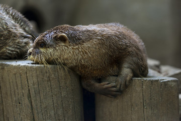 Asian small-clawed otter / Aonyx cinereus