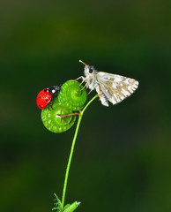 Macro Photography of Yellow Moth on Twig of Plant.