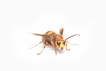 Wasp on White Background.