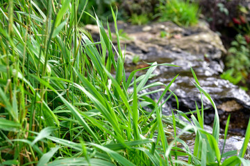 Green grass with water drops