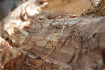 background tree pattern for graphic designers