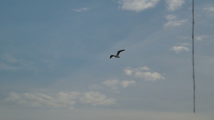 Vogel aus der Schweiz