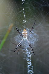  Beautiful spider on a spider web- Stock Image  