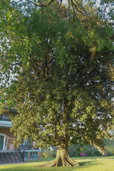 Obraz premium Lone Tree