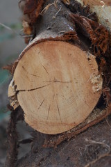 background tree pattern for graphic designers