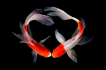 Koi fish isolated on black background with clipping path