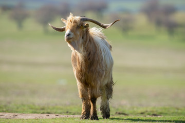 Fototapeta premium Big brown goat with big horn