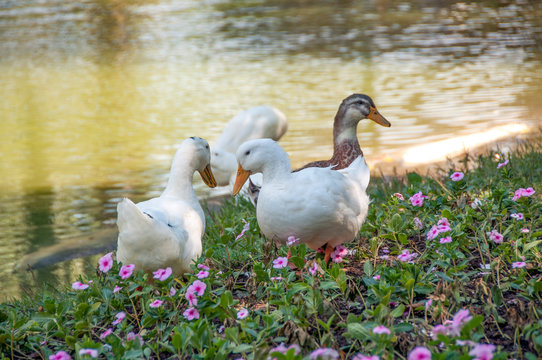 There are couple of ducks which are searching food inside grass and flowers. Photo is taking in public park. Ducks are standing beside the lake