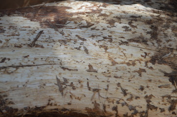 background tree pattern for graphic designers