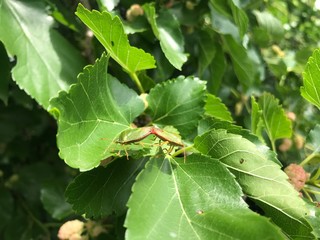 green leaf on tree