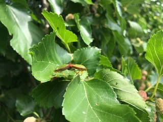 Naklejka premium bug on leaf