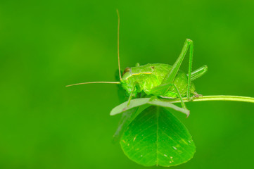 Beautiful Grasshopper macro in green nature - Stock Image