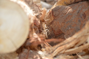 background tree pattern for graphic designers