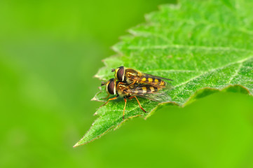 Macro shot of a  fly 