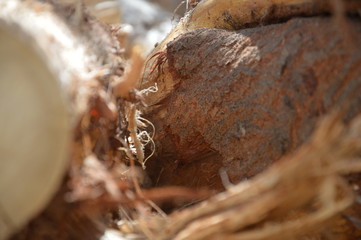 background tree pattern for graphic designers