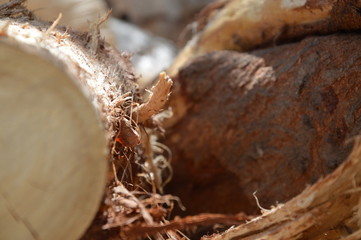 background tree pattern for graphic designers