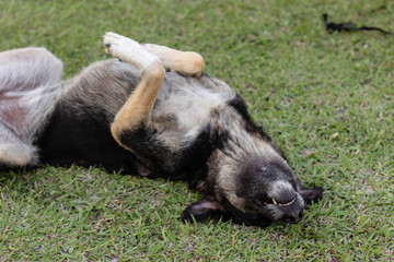 a closeup shoot to cute adult stray dog rolling on grass - gray tone dominant