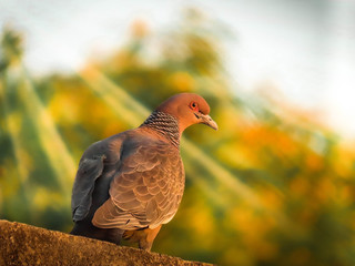 dove posing green space