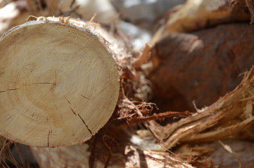 background tree pattern for graphic designers