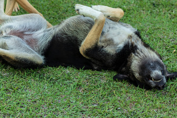 cute adult stray dog rolling on grass - he looks happy an can see teeth