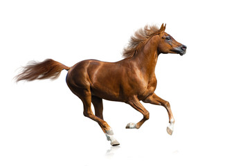 Fototapeta na wymiar Beautiful chestnut arabian stallion