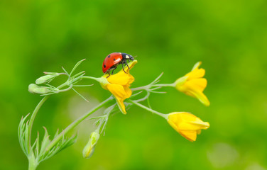 Beautiful ladybug on leaf defocused background