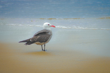 gaviota en el mar
