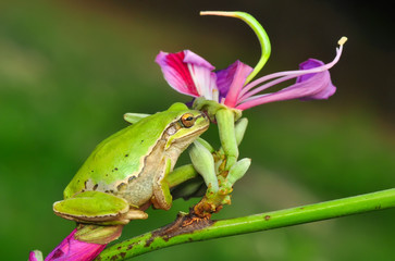 Beautiful Europaean Tree frog Hyla arborea - Stock Image