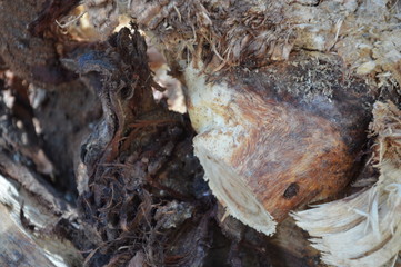 background tree pattern for graphic designers