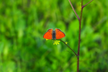 Closeup beautiful butterfly sitting on the flower.