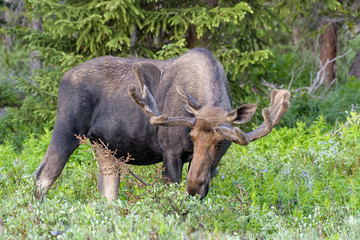 Shiras Moose in the Rocky Mountains of Colorado