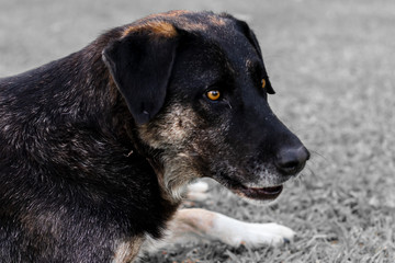 a portrait shoot from good looking black stray dog with blurry background