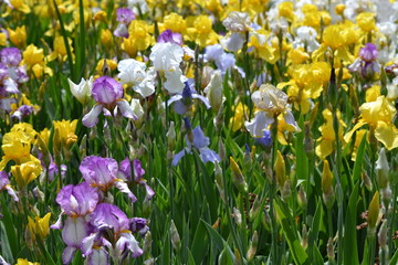 Fototapeta premium Flowerfield