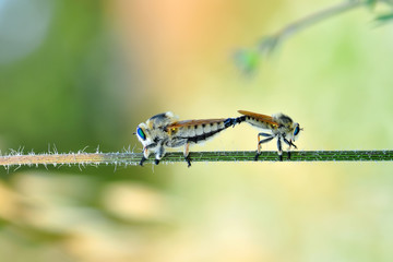 Macro shot of a robber fly 