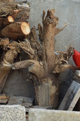 background tree pattern for graphic designers