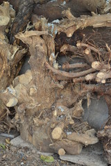 background tree pattern for graphic designers