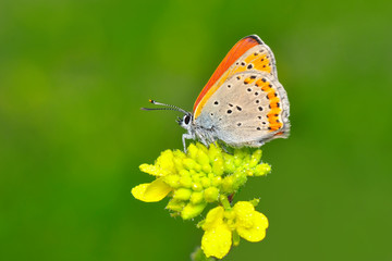 Naklejka na ściany i meble Closeup beautiful butterfly sitting on the flower.