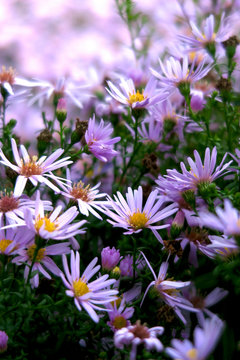 Pink asters blooming in autumn