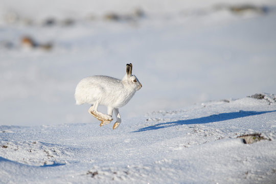Mountain hare jumping mid air on snowy landscape