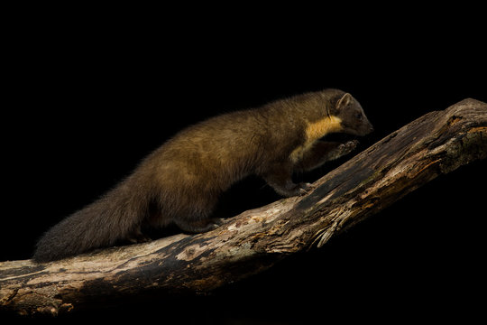 Pine marten, Martes martes