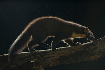 European Pine Marten Walking Branch
