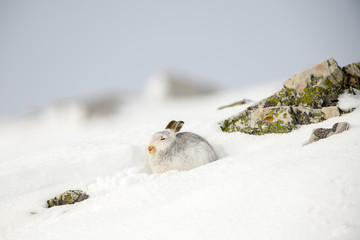 Mountain hare, Lepus timidus, in winter, Scotland